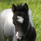 Roger , ein tolles Hengchen