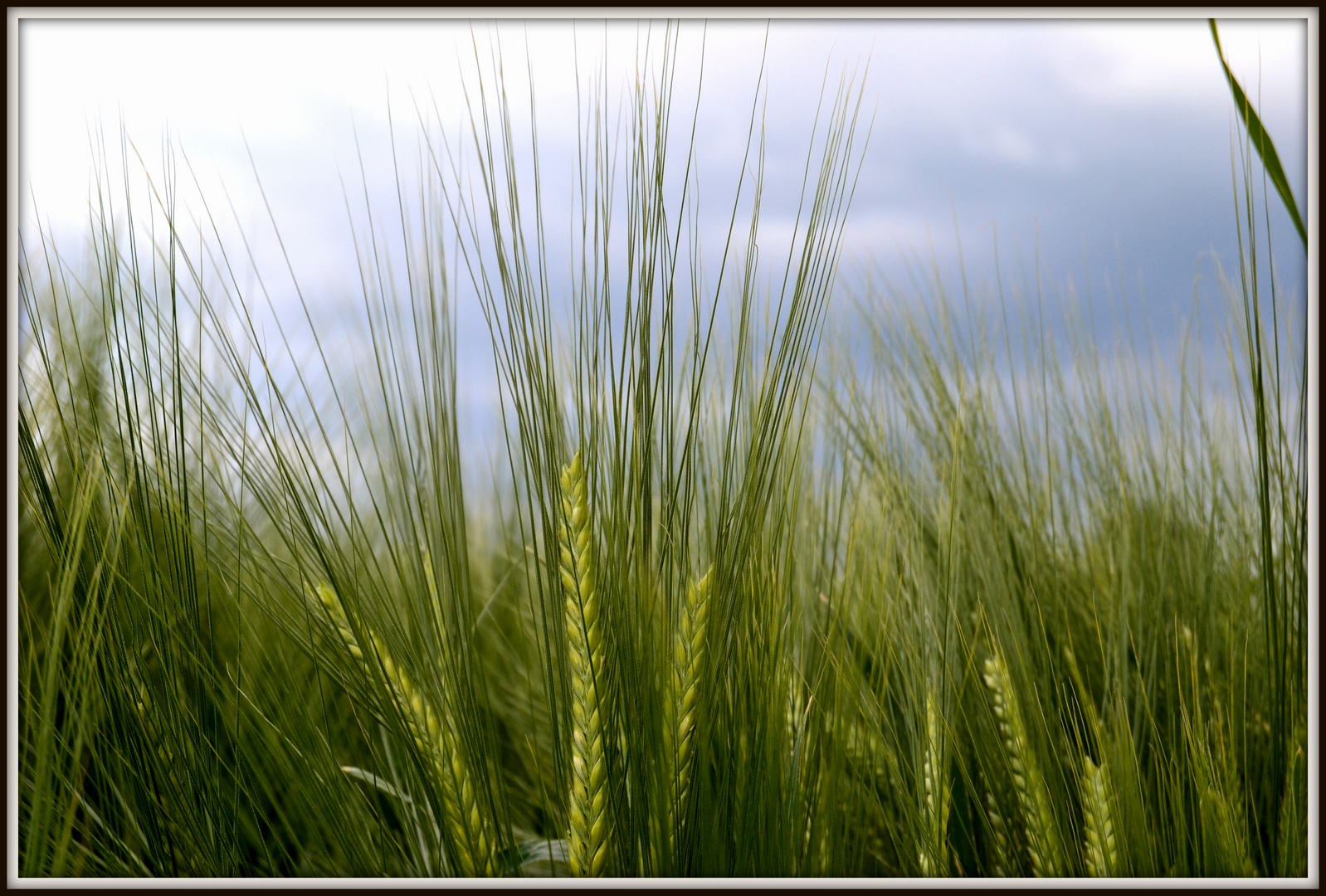 Roggen Foto & Bild | pflanzen, pilze & flechten, getreide und
