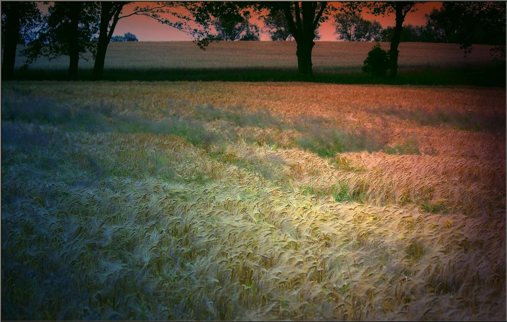 Roggen am Abend