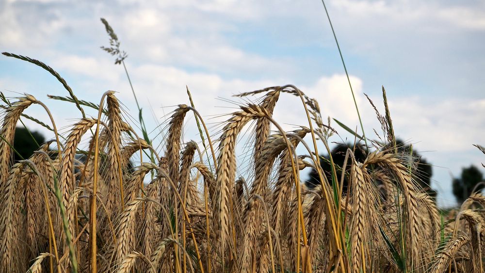 Roggen Foto & Bild | natur, landschaft, pflanzen Bilder auf fotocommunity