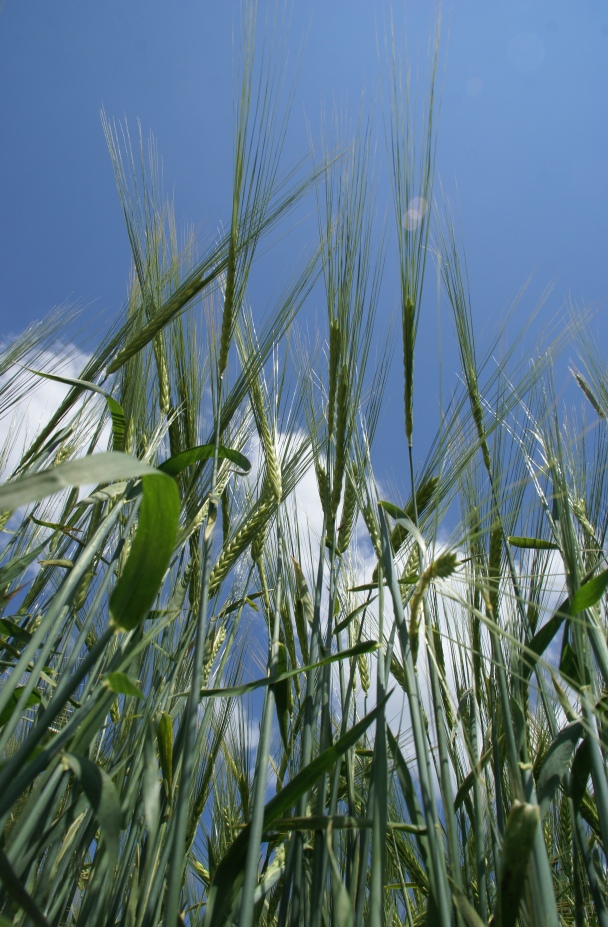 Roggen gen Himmel