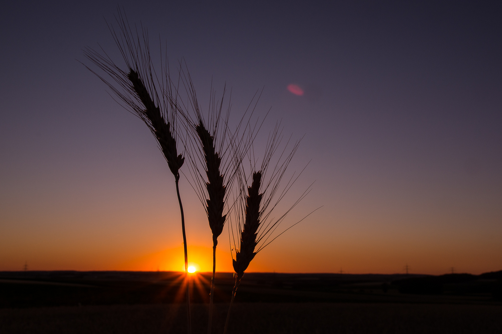 Roggen im Sonnenuntergang