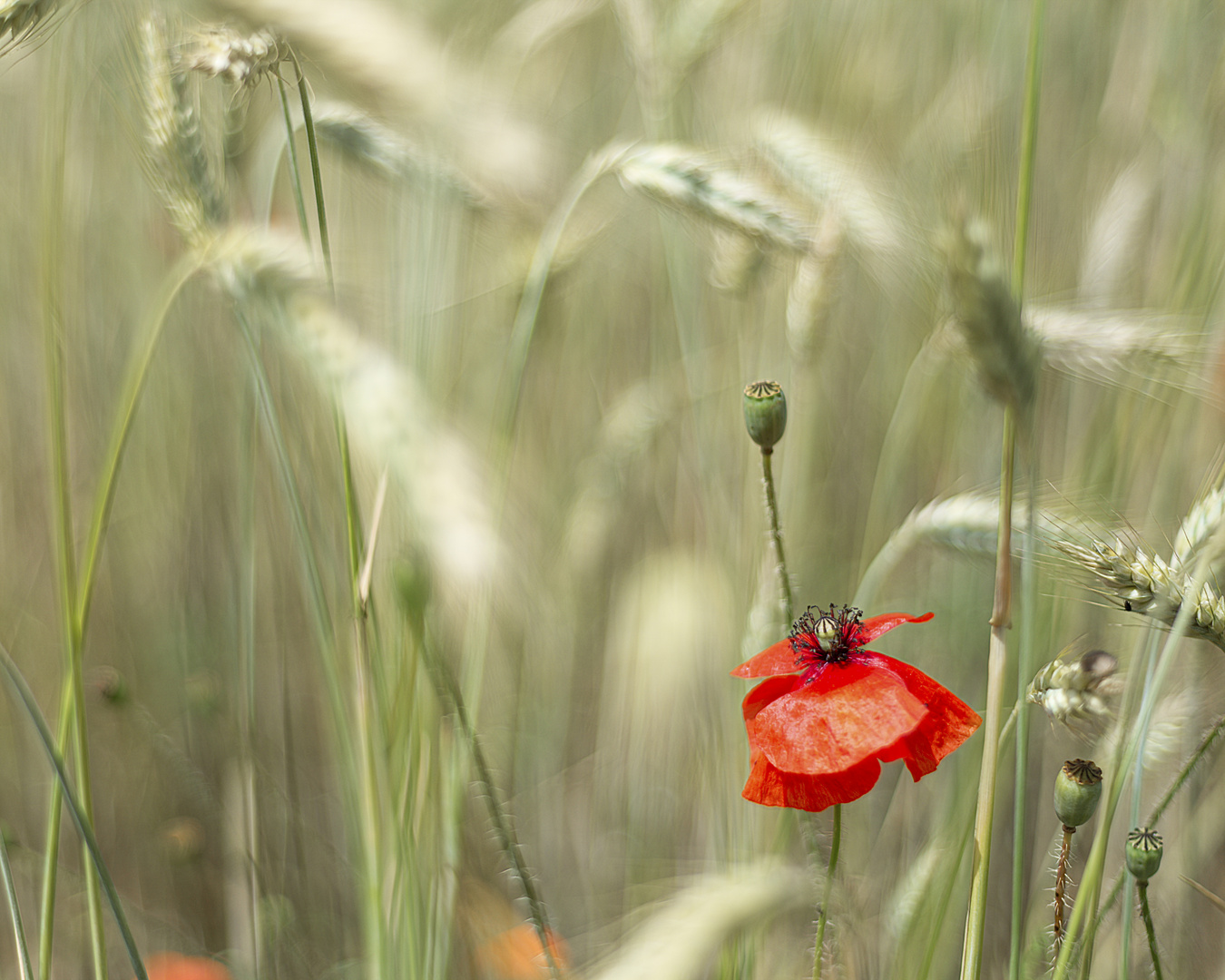 Roggen-Mohn