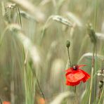 Roggen-Mohn