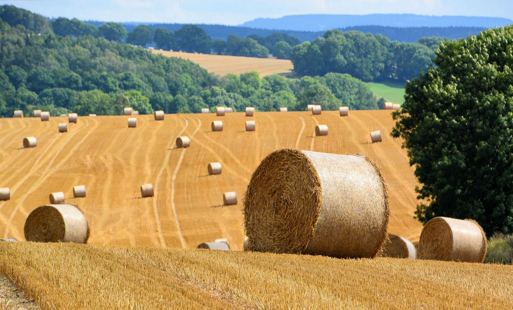 Roggen-Roll (Weizen)