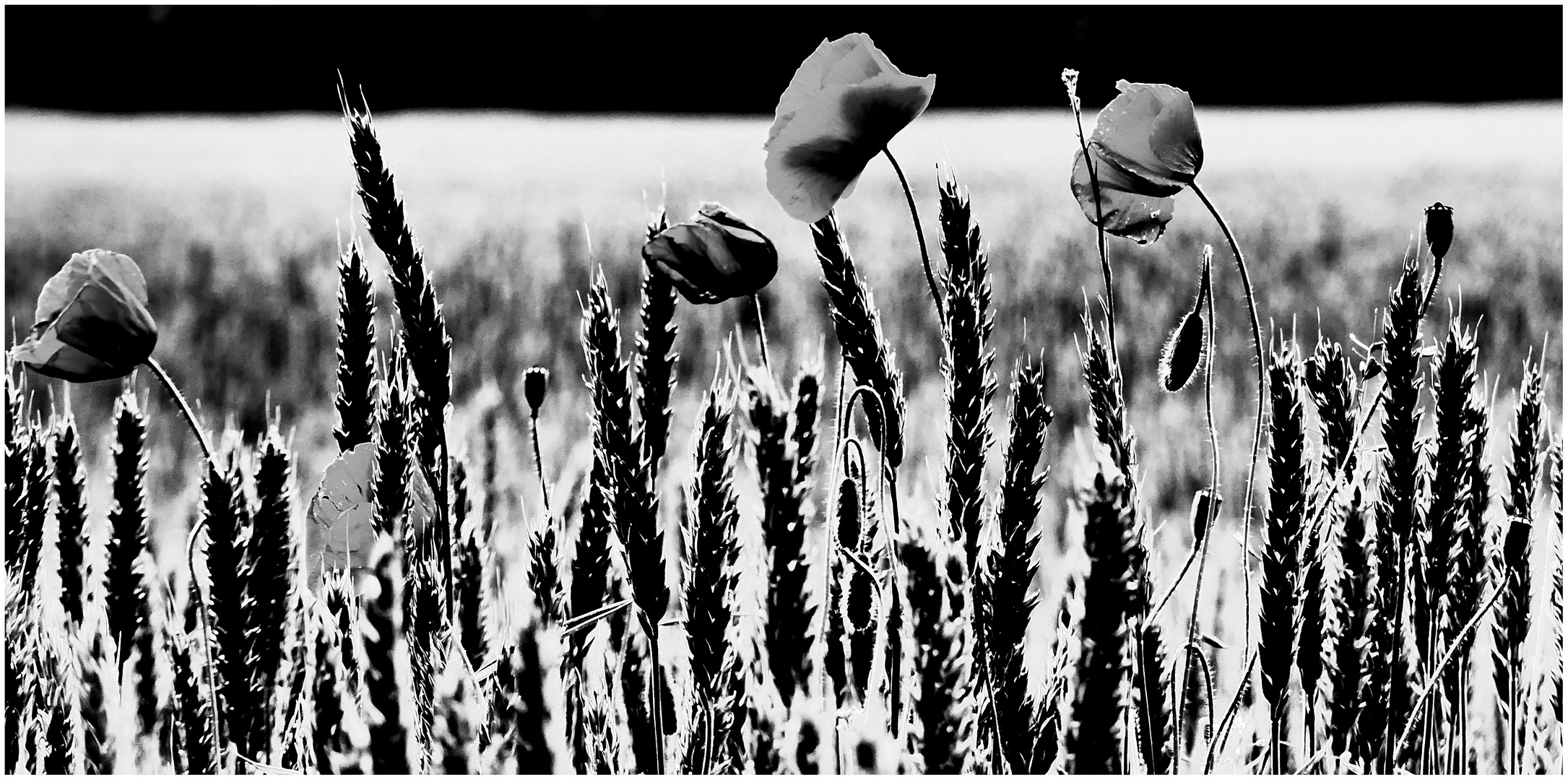 Roggen und Klatschmohn P1150275 