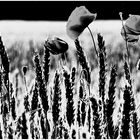 Roggen und Klatschmohn P1150275 