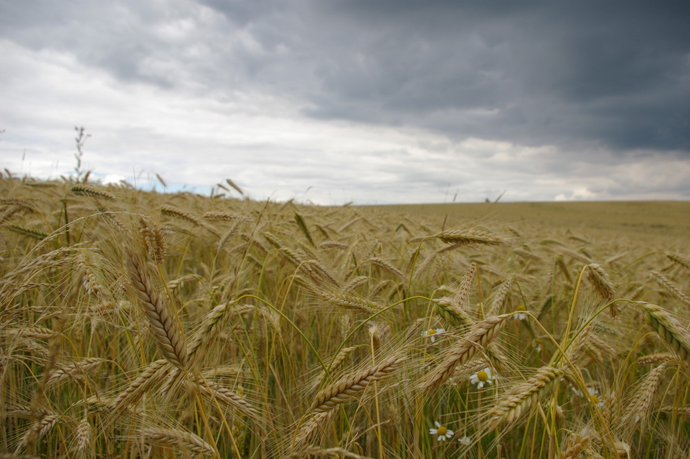 Roggenfeld bei Bärenstein