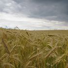 Roggenfeld bei Bärenstein