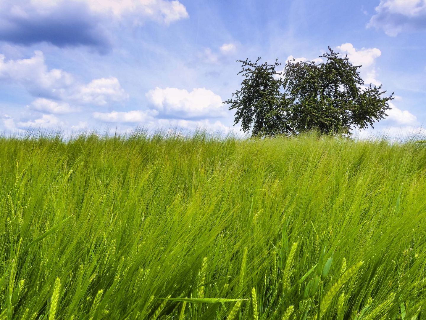 Roggenfeld im Sommer