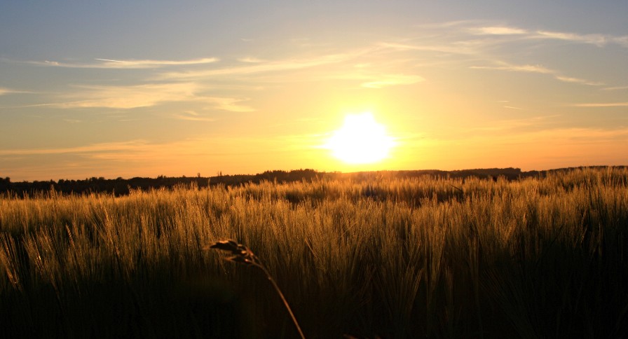 Roggenfeld in der Abendsonne