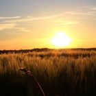 Roggenfeld in der Abendsonne