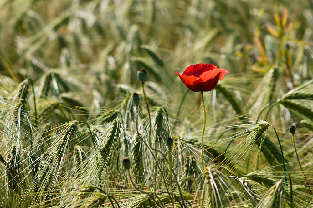 Roggenfeld mit Mohnblume