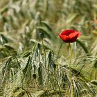 Roggenfeld mit Mohnblume