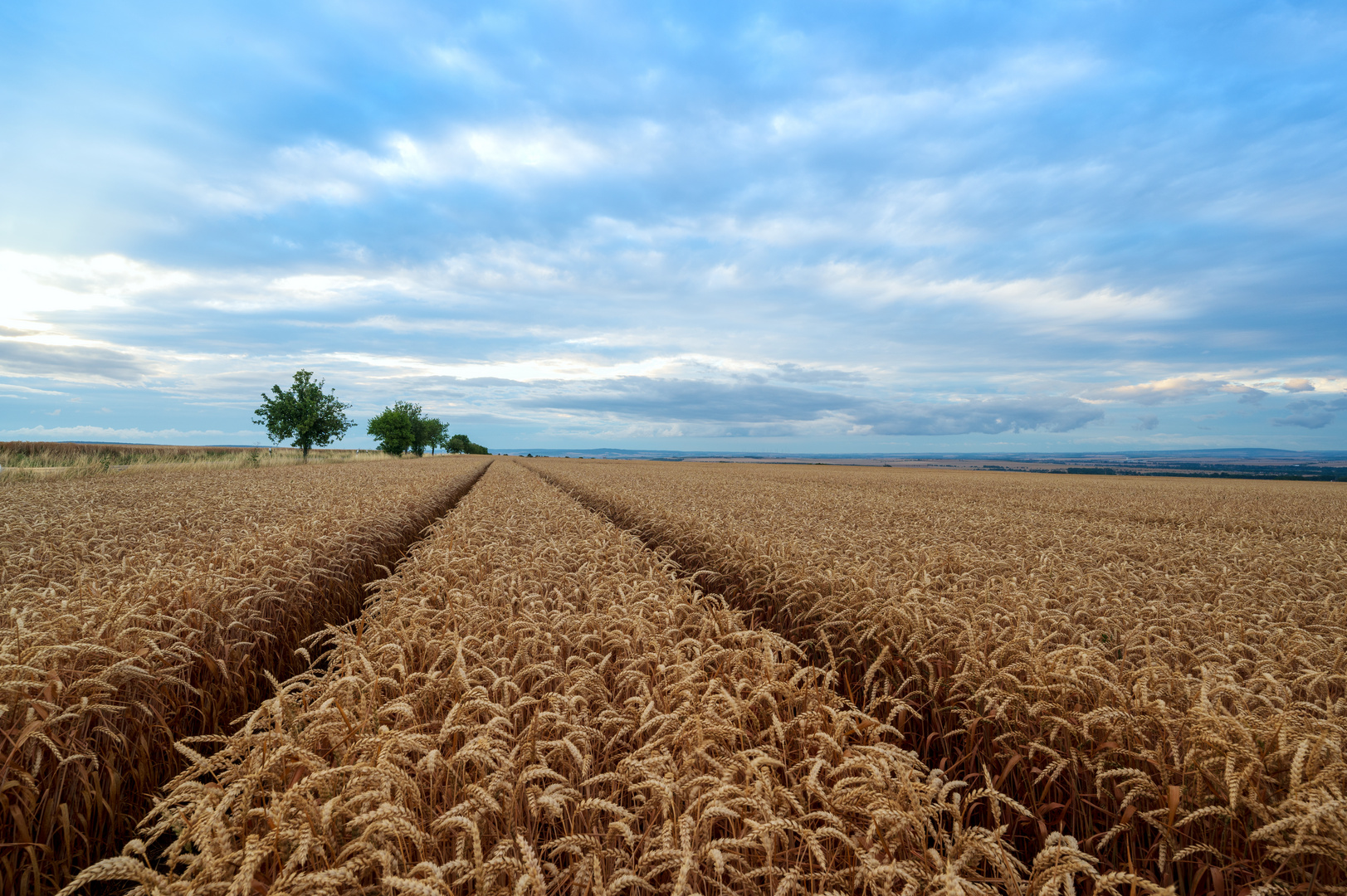 Roggenfeld vor der Ernte