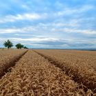 Roggenfeld vor der Ernte