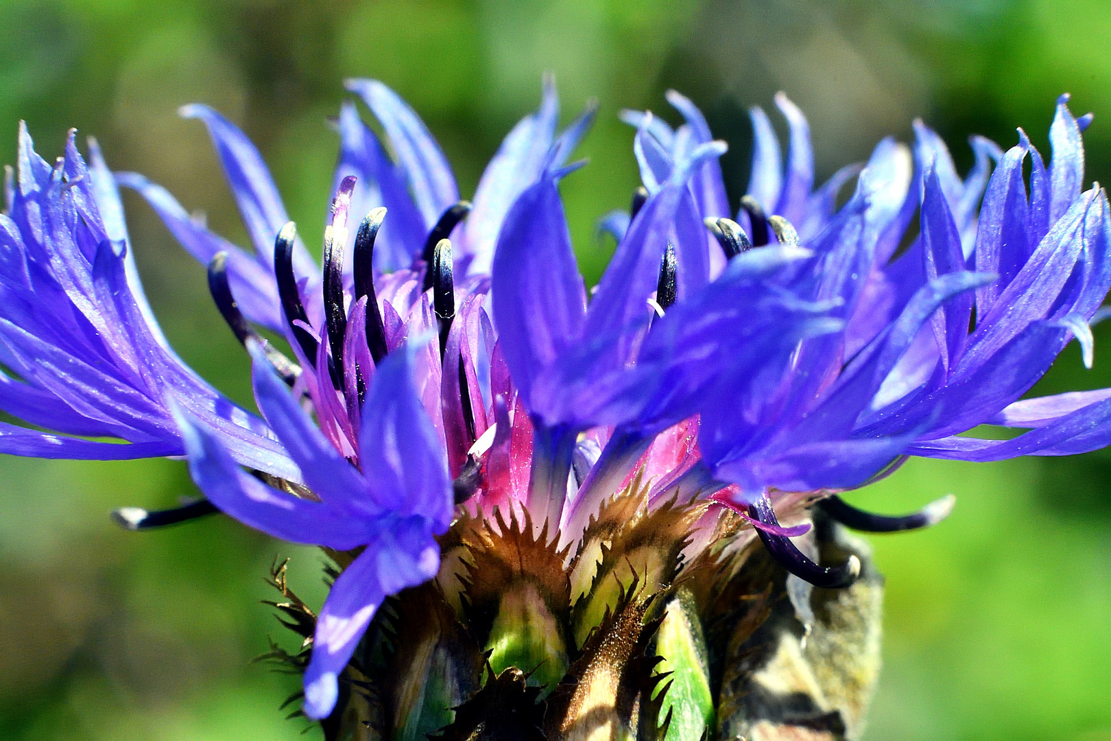 Rogghebloem, Zyane oder Kornblume