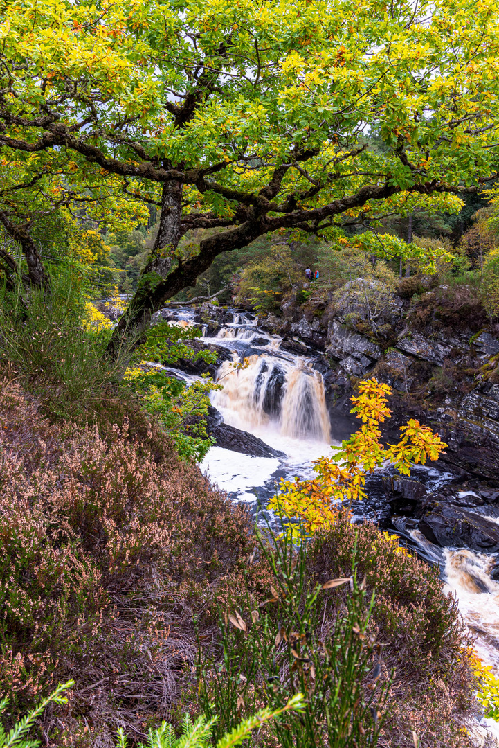 Rogie Falls (Scottish Highlands)