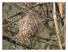 Rohbau eines Beutelmeisen-Nestes.