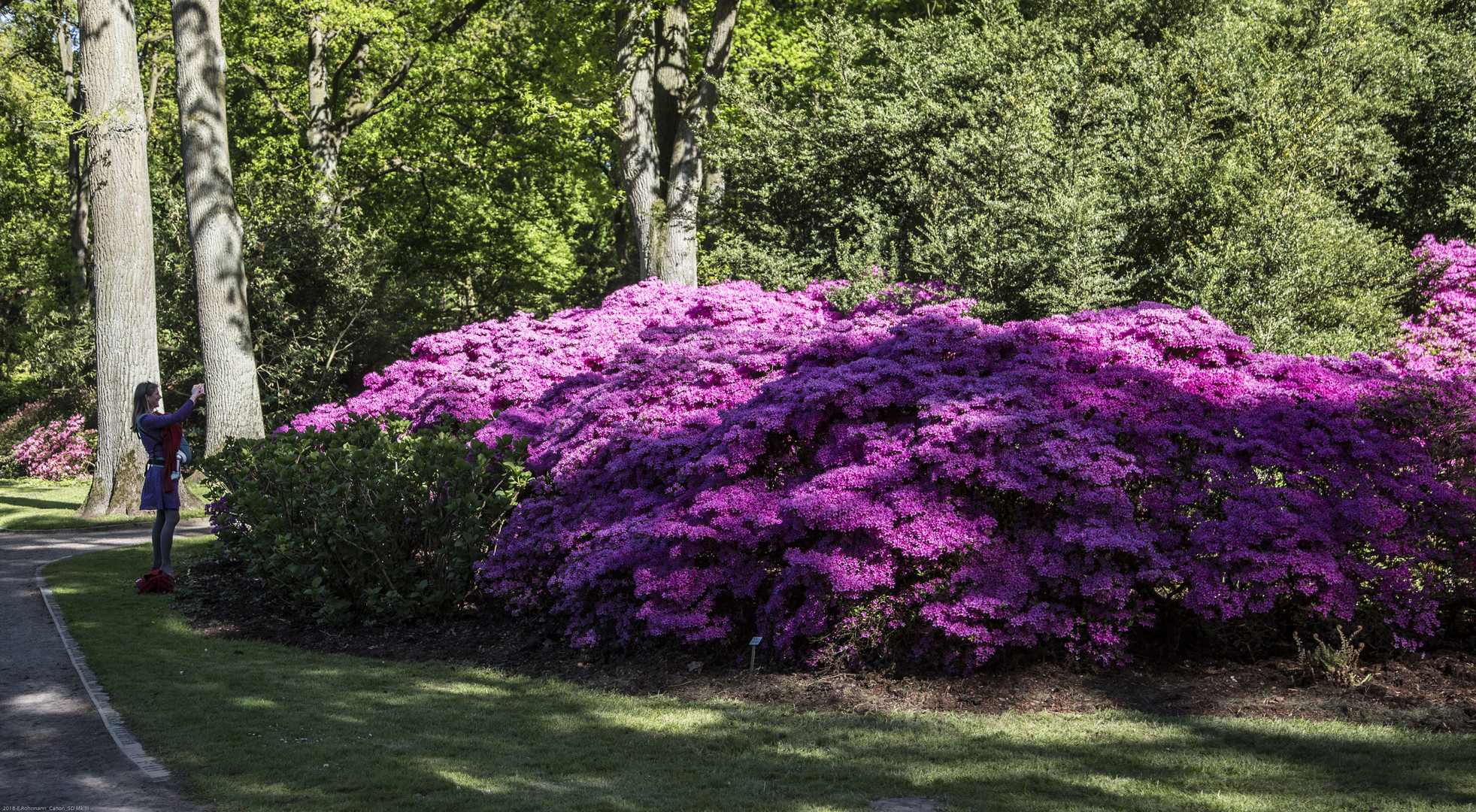 Rohdodendron-Park - Bremen #1