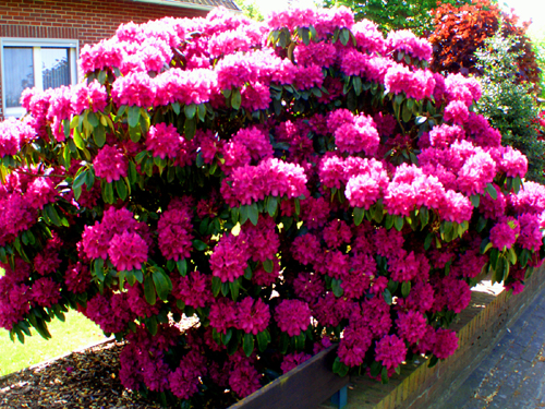 Rohdodendron pink Farbe