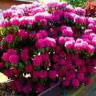 Rohdodendron pink Farbe