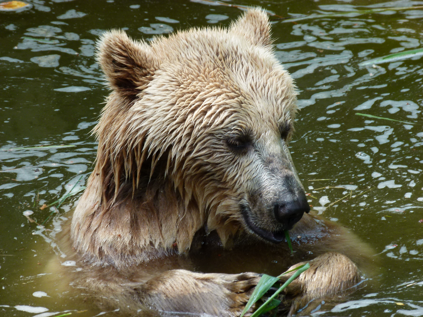 Rohes Gemüse vor Verzehr gründlich waschen!