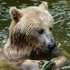 Rohes Gemüse vor Verzehr gründlich waschen!