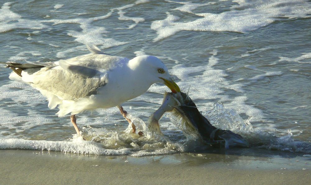 !!! Rohkost GUT waschen !!!