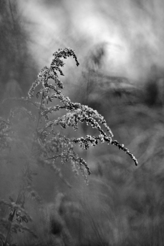 Rohr im Wind