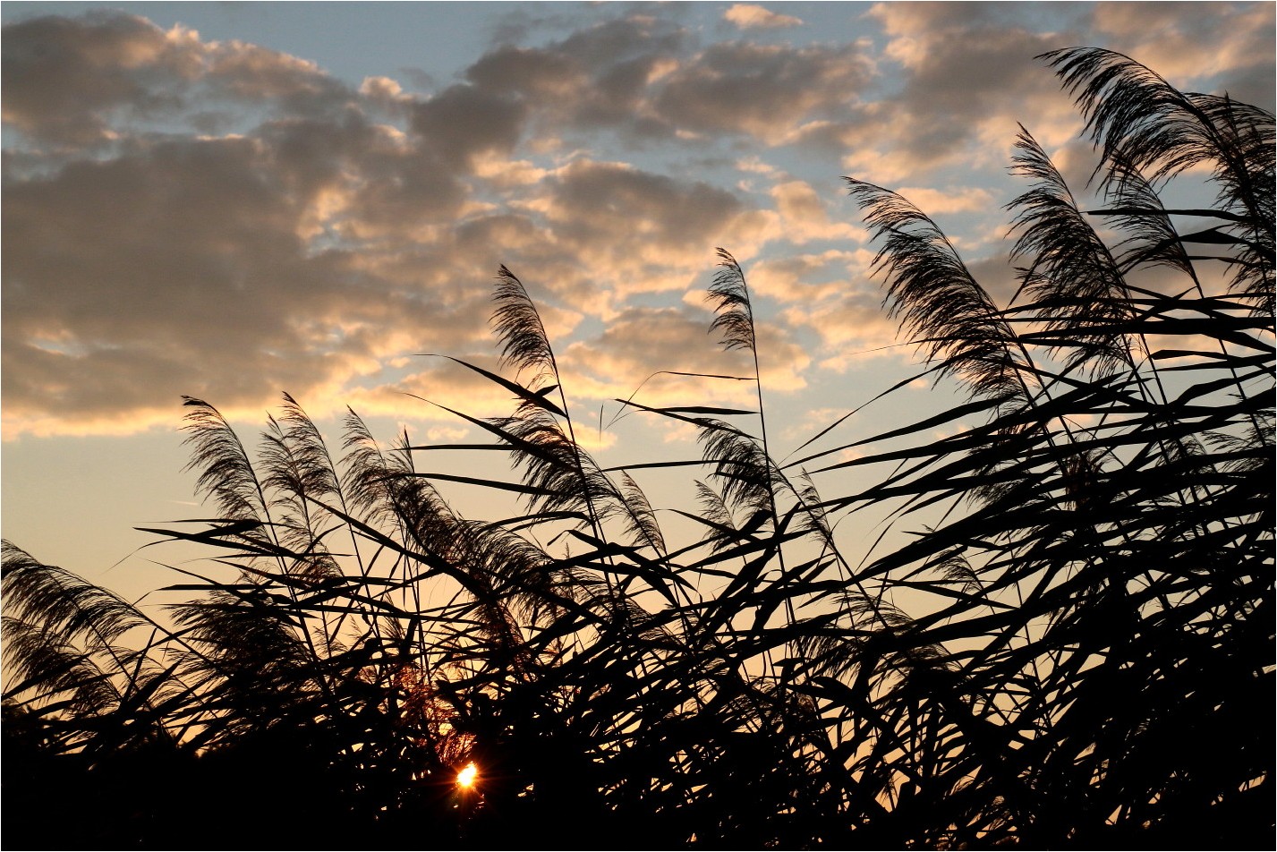 Rohr im Wind