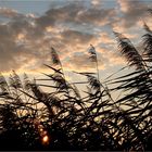 Rohr im Wind