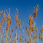 Rohr im Wind