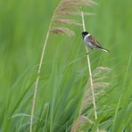 Rohrammer: Am Schilfhalm schaukeln