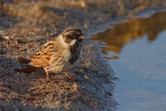 Rohrammer, auch Rohrspatz genannt (Emberiza schoeniclus) 