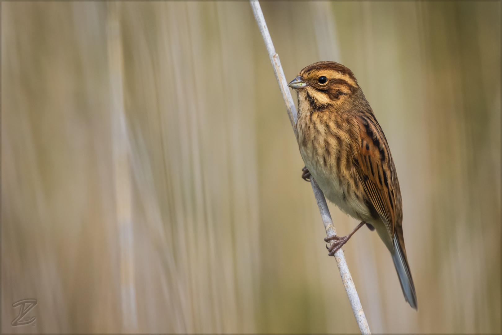 Rohrammer (Common reed bunting)