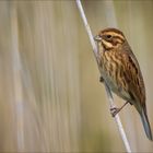 Rohrammer (Common reed bunting)