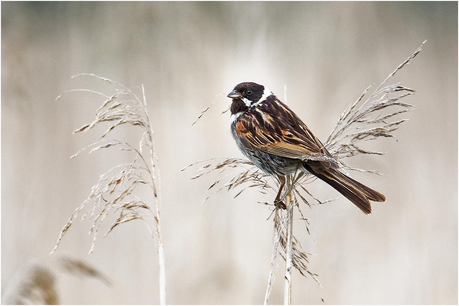 Rohrammer (Emberiza schoeniclus)