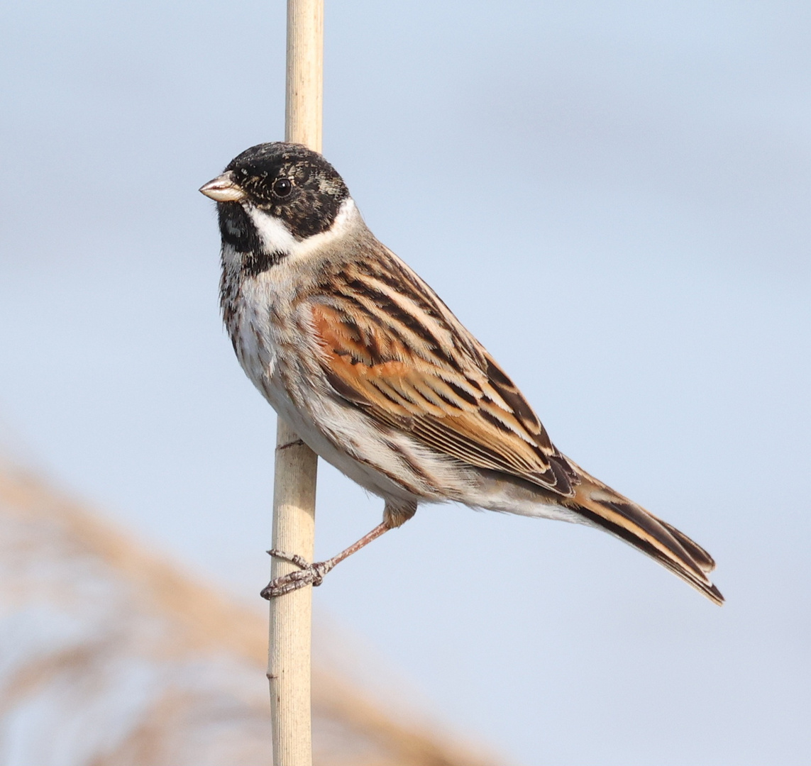 Rohrammer (Emberiza schoeniclus)