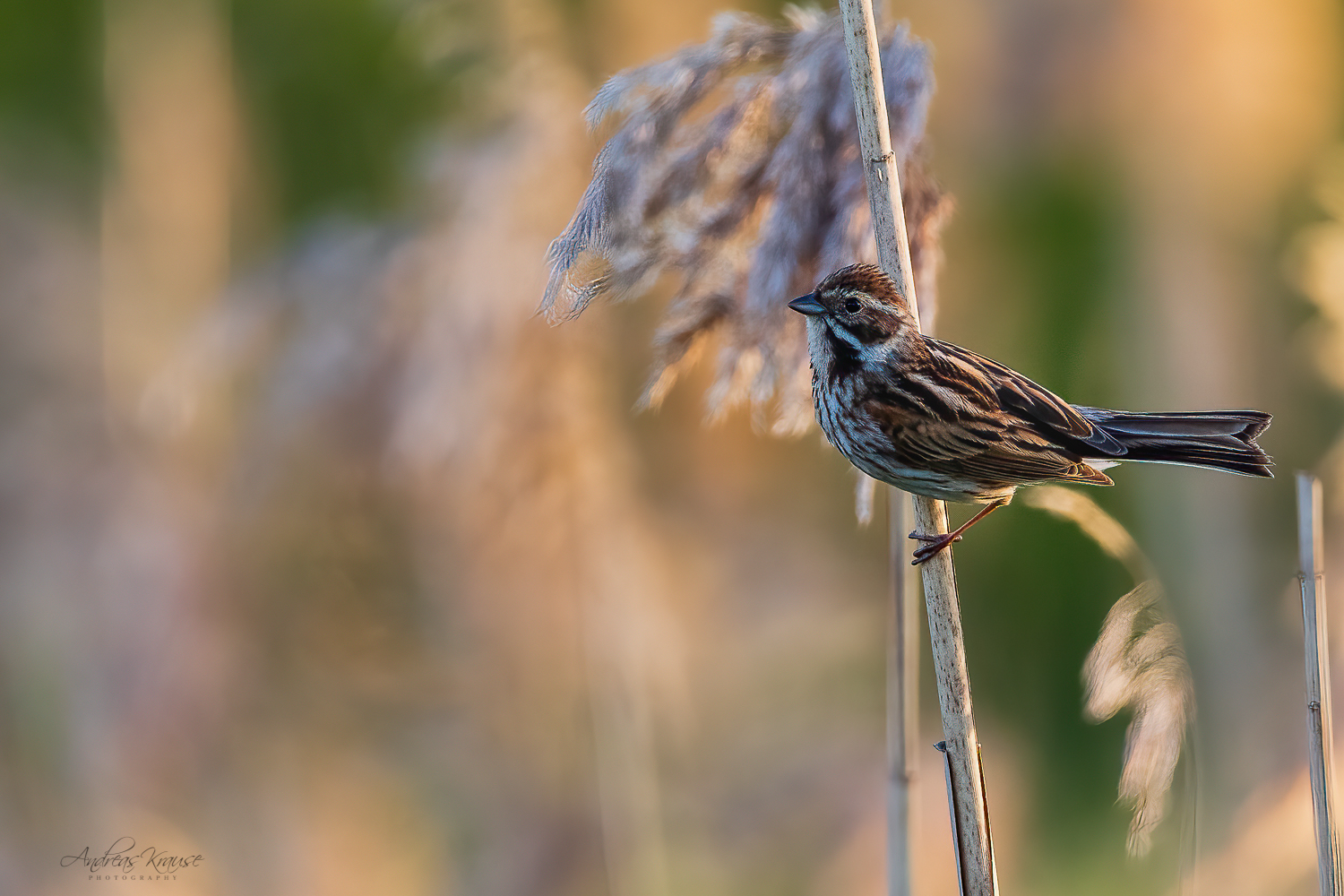 Rohrammer (Emberiza schoeniclus)