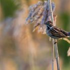 Rohrammer (Emberiza schoeniclus)