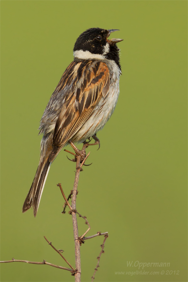 Rohrammer (Emberiza schoeniclus)