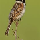 Rohrammer (Emberiza schoeniclus)