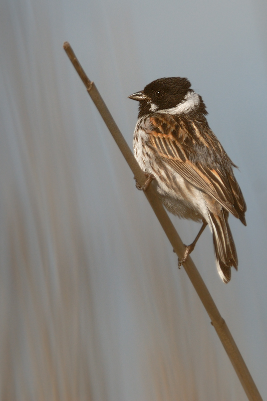 Rohrammer (Emberiza schoeniclus)