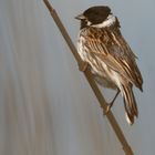 Rohrammer (Emberiza schoeniclus)