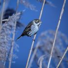 Rohrammer Emberiza schoeniclus