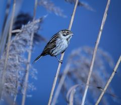 Rohrammer Emberiza schoeniclus