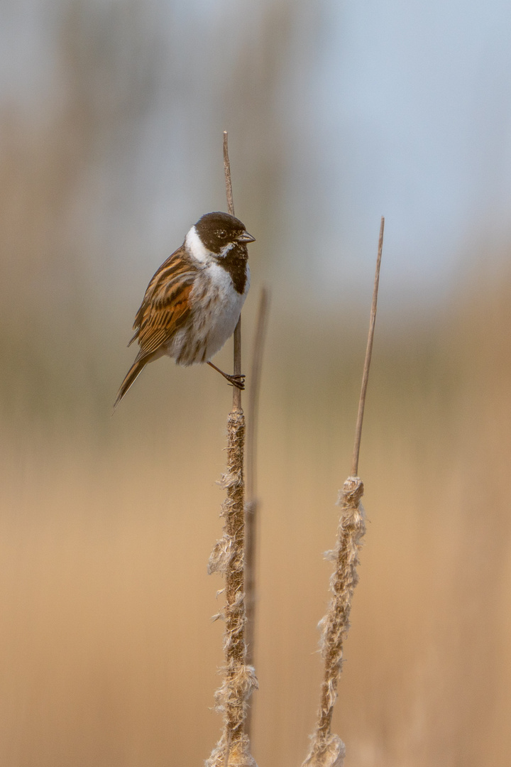 Rohrammer (Emberiza schoeniclus)