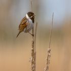 Rohrammer (Emberiza schoeniclus)