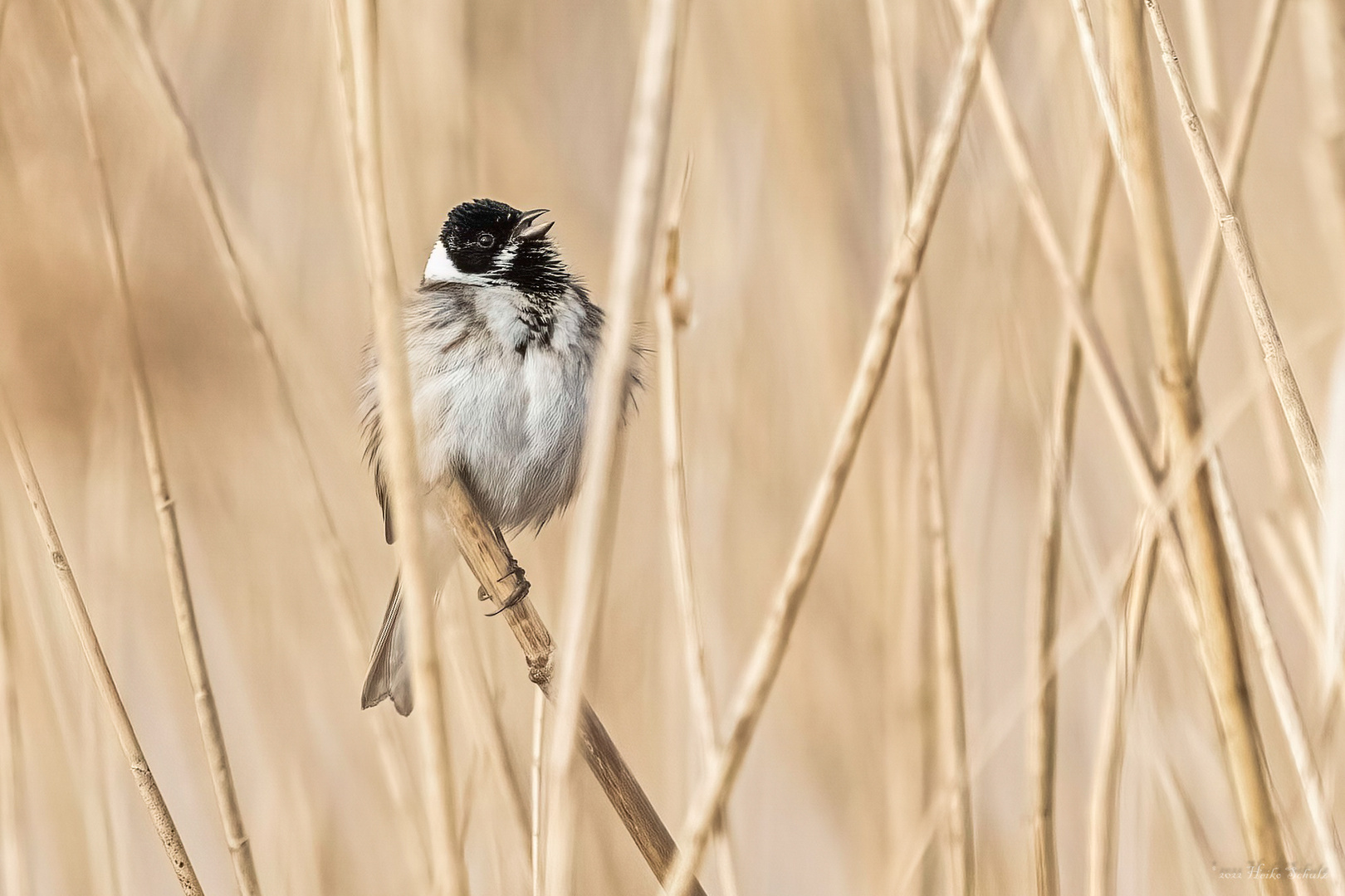 Rohrammer - Emberiza schoeniclus -